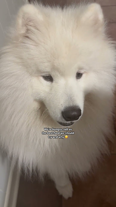 Any recommendations? 🍔🍕🌮 #shorts #trending #viral #fyp #samoyed #dog #dogshorts #hungry #cute