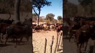 Why must you invest in cattle farming/Namibia/Kavango West
