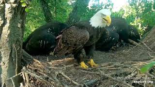 Decorah Eagles 6-2- 20, 6:55 pm DM2 with fish #5, D34 gets it, mantles