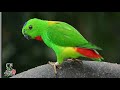 Suara Burung Serindit Isian Panjang Cocok Untuk Burung Lomba Mp3 - Mp4 Download