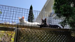 Tour du catio et recommandations by Caroline Crevier-Chabot 7,189 views 2 years ago 15 minutes