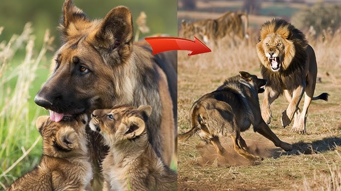Dog raised abandoned lion cubs, but two years later something shocking  happened! - YouTube