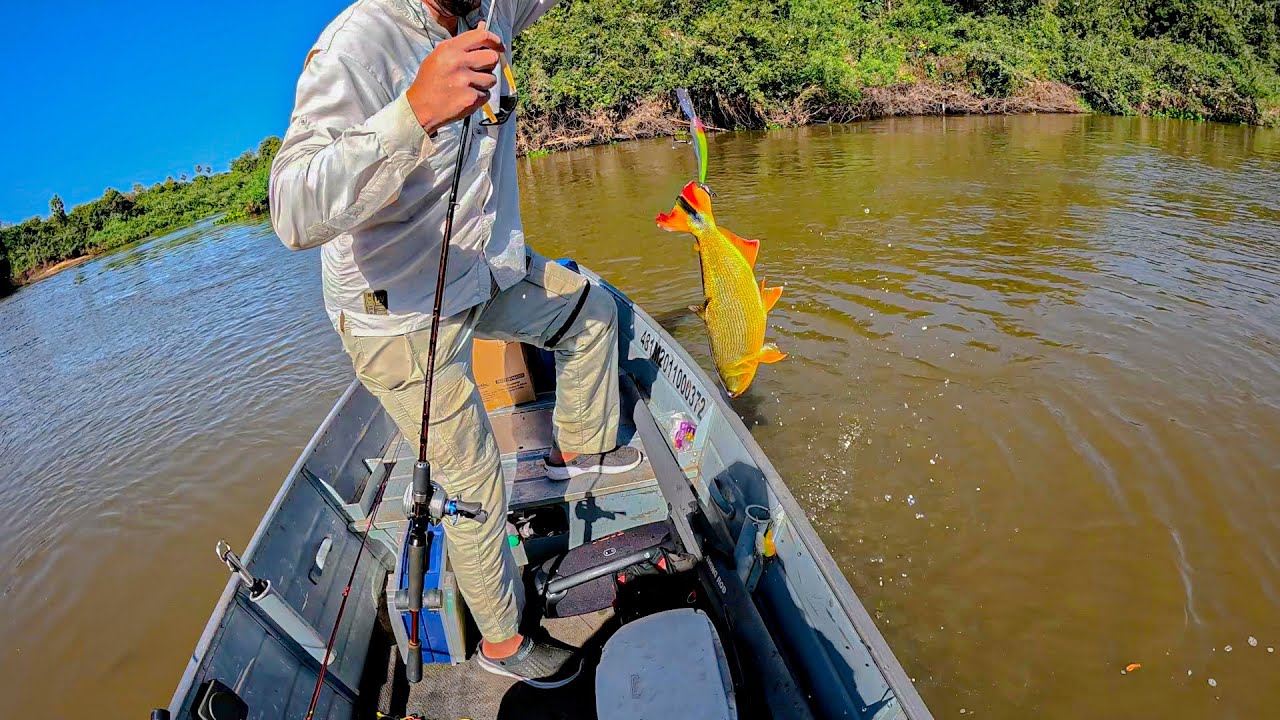 Dourado, Pintado e Onça na Mesma Pescaria …. Esse é o Pantanal
