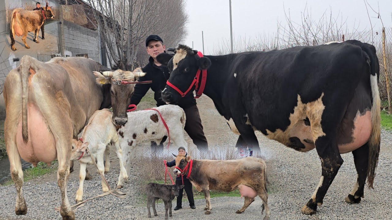 😱 Shvedlar Makoni Asakali Hoji Narxlarni Sindirdi Nimaga Arzon O'g'irlangami 😱😱😱😱