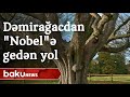 Nobel qardaşlarının həyatında dönüş yaradan Dəmirağac