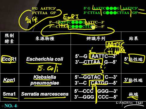 11 6遺傳工程聚合酶、限制酶、連接酶、重組DNA、細菌的基因轉殖三公