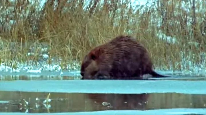 Beavers in the Snow | Beavers: Master Builder | BB...