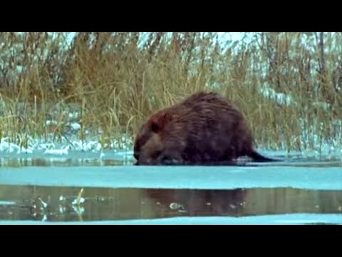 Video: Hoe Vang Je Een Bever In De Winter?