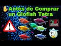 Glofish Tetra Guia de cuidado! Alimentacion, Reproducion y todo lo que necesita saber! JR Aquarium