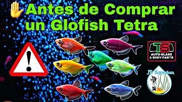¿Qué puedo poner en un acuario con GloFish?