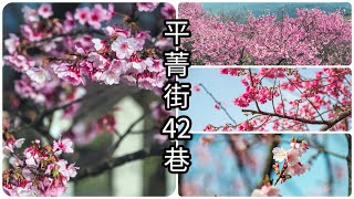 January 11【2020陽明山櫻花】平菁街42巷寒櫻(かんざくら)