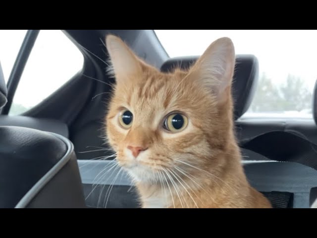 Traveling 7 Hours With an Orange Cat - YouTube