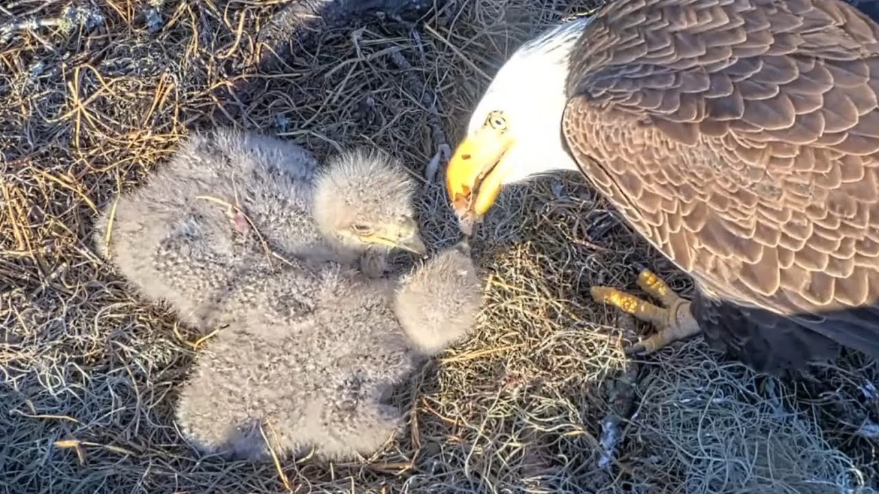 Eagle Mom feeding leftover in first breakfast | NEFL Bald Eagle | Jan 16, 2026