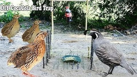 You know about How to Make Bird using Coca Cola? DIY Bird Trap using Coca Cola