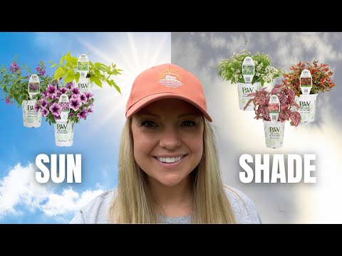 วีดีโอ: Sun Loving Window Box Plants – How To Plant A Window Box In Full Sun