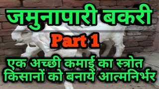 Jamunapari | jamunapari goat benefits | jamunapari goat Farming | Harish Yadav |