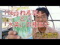 ほうれん草と水菜の種をプラグトレイに撒く　NO118