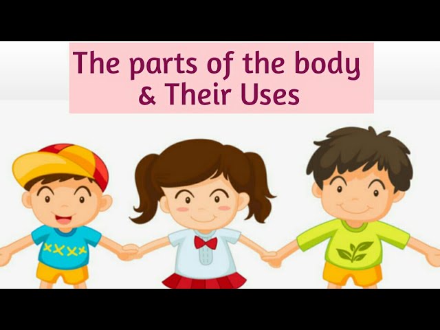 The parts of the body & Their Uses