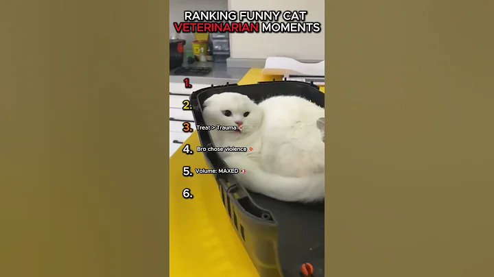 Top 6 Hilarious Cat Reactions at the Vet! 😂 #shorts