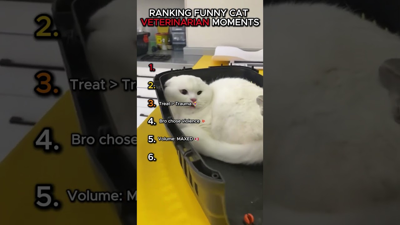 Top 6 Hilarious Cat Reactions at the Vet! 😂 #shorts