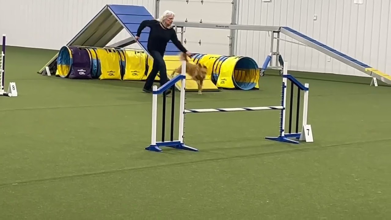 Maggie Standard agility CPE