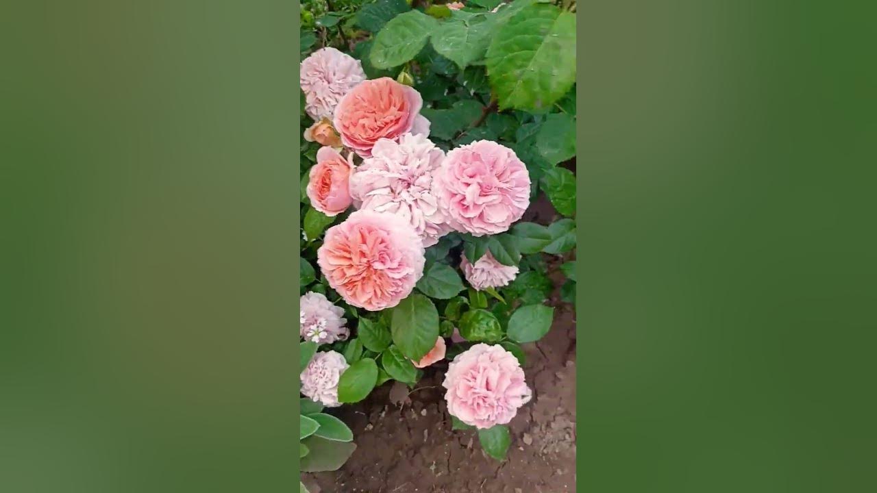 Роза Чип и Дейл - YouTube