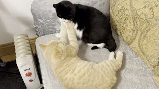 Cat Kisses & Bites Other Cat by Tom & Mimi Extras 1,652 views 8 days ago 53 seconds