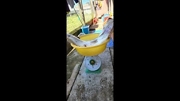 Câu cá vược (cá chẽm) cửa sông gần biển - Đụng hàng khủng 8kg