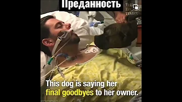 ПРЕДАННОСТЬ СОБАКИ,, ХОРОШИЙ УРОК ДЛЯ ЖИЗНИ#собака#shorts#Преданность собаки человеку#Собака плачет