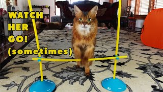 Pretty Little Cat Learns to High Jump #catvideos #cats