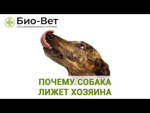 Вопрос: Как отучить доброго мопса облизывать всем лицо?