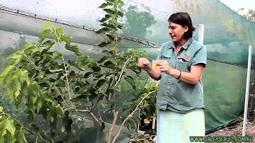 Espalier - daleysfruit.com.au