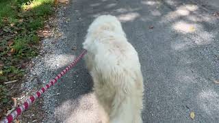 Puppy Love | Life With My Loyal Great Pyrenees Companion