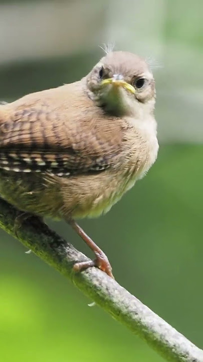 Cute Wren Fledgling in the woods #birds #wildlife #nature #birdsong #animals #wren #forest