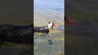 Dog's Playful Attempt to Catch Fish in a Bucket