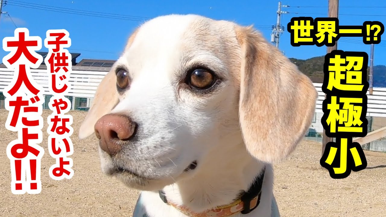 大人なのに嘘みたいに超極小 世界一小さいビーグル犬が天使過ぎてマジで神 ハピちゃん日記 Youtube