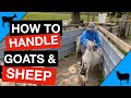 Moving, catching, and handling sheep and goats