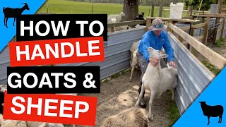 Moving, catching, and handling sheep and goats