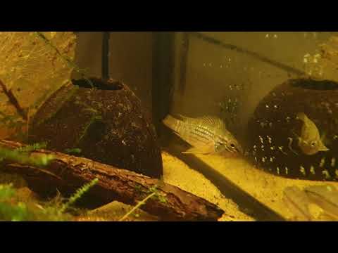 Apistogramma sp.Alto Tapiche