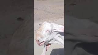 sound of goat 