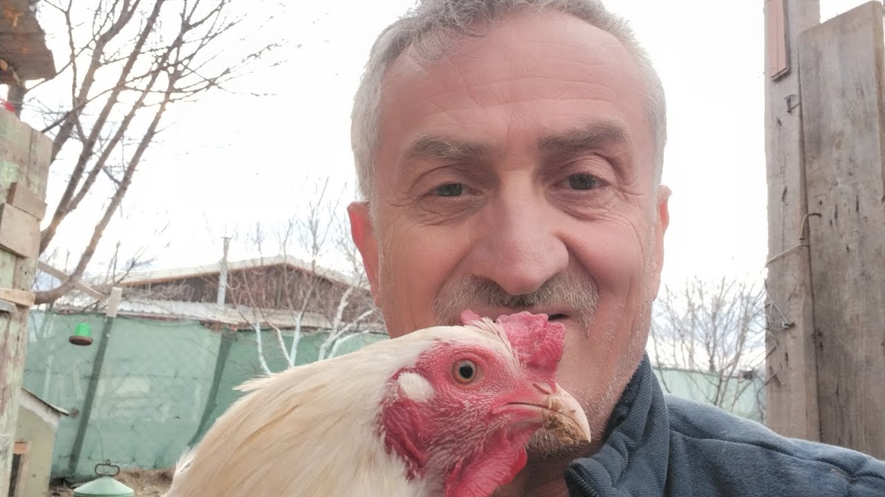 Tavukları besledik ve ağaçlara bordo bulamaç attık..