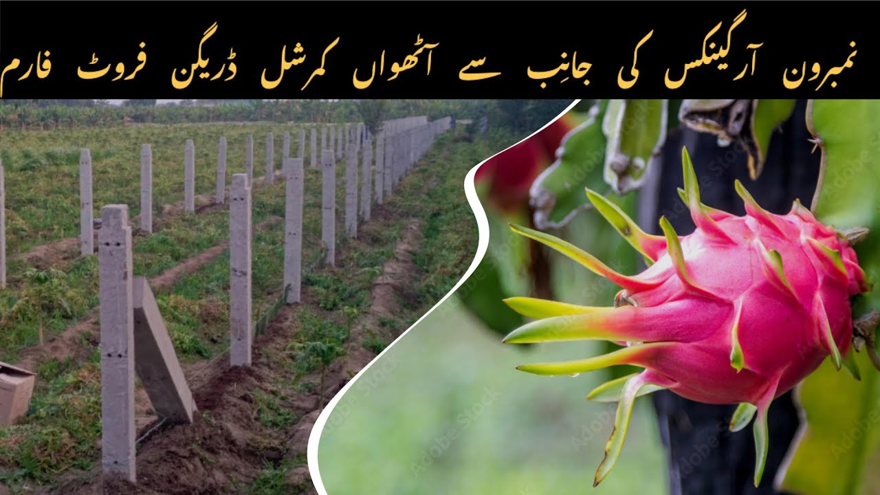 8th Commercial Dragon Fruit Farm by NUMBER ONE ORGANICS.| Dr. Asif |