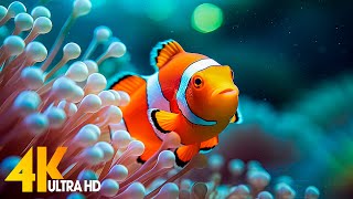 Aquarium 4K VIDEO (ULTRA HD) ? Beautiful Coral Reef Fish - Relaxing Sleep Meditation Music