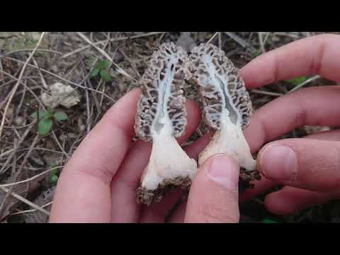Video: Koliko živi gljiva smrčak?