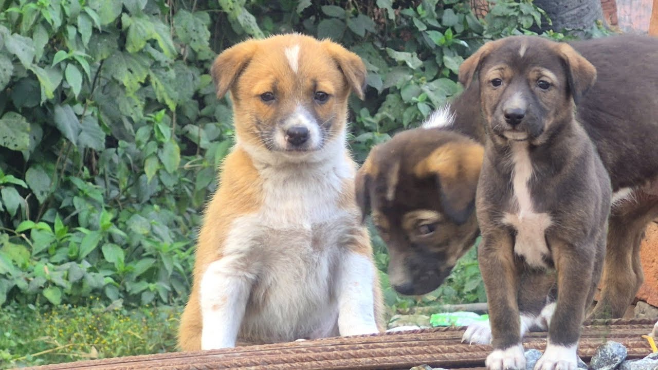 🐶🥰 7 Minutes of the World's Cutest Puppies | Very Cutes Dog Baby Selphi Or Video | Dog baby playing