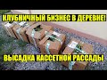 Рассада клубники от Ивана Малича! (Овощи Кубани)