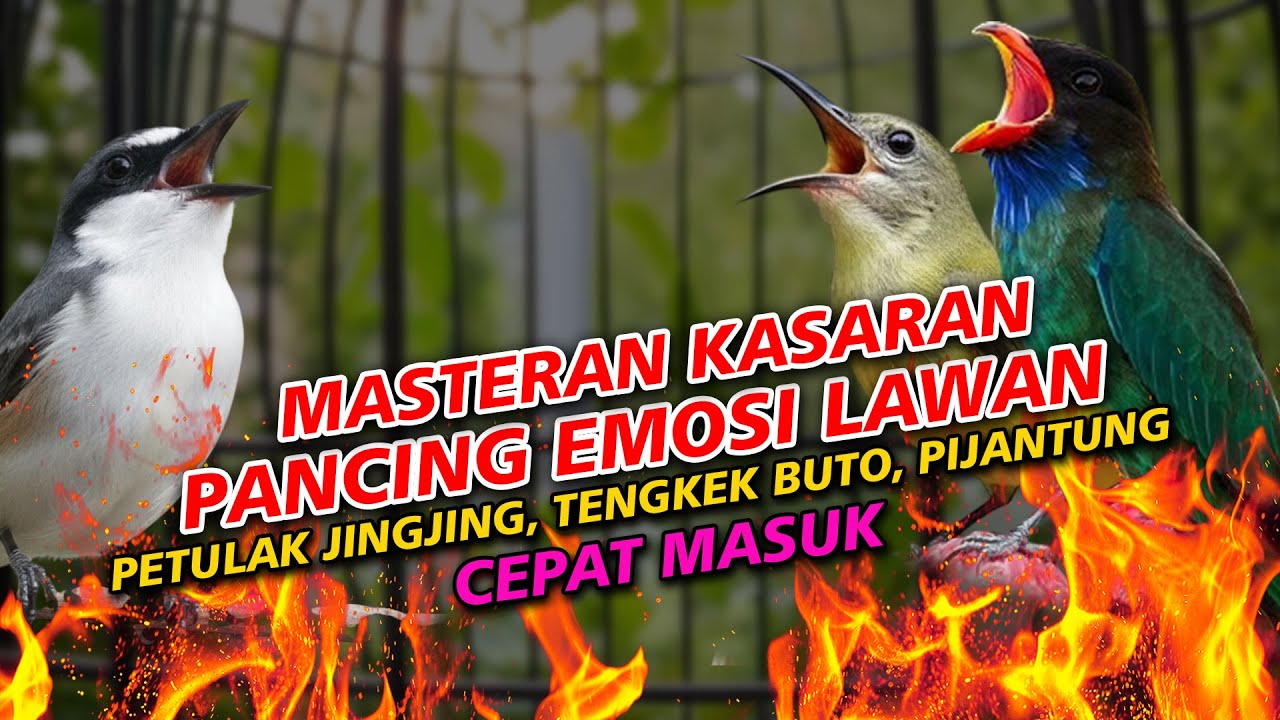 MASTERAN VIRAL PETULAK JINGJING PIJANTUNG PISANG SAMBUNG TENGKEK BUTO JEDA 15 DETIK