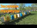 Заселяем Нуклеусы для облёта маток. Проверяем приём в воспиталках