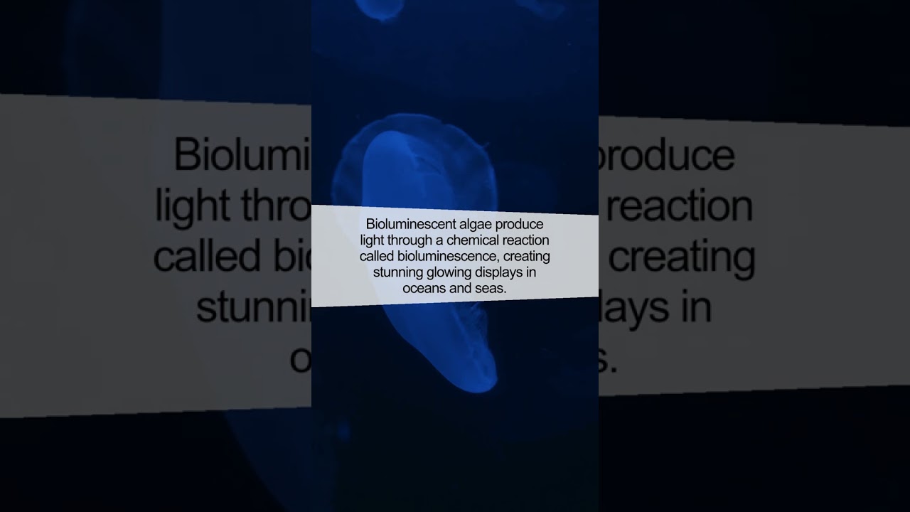 The Mesmerizing Secret of Bioluminescent Algae