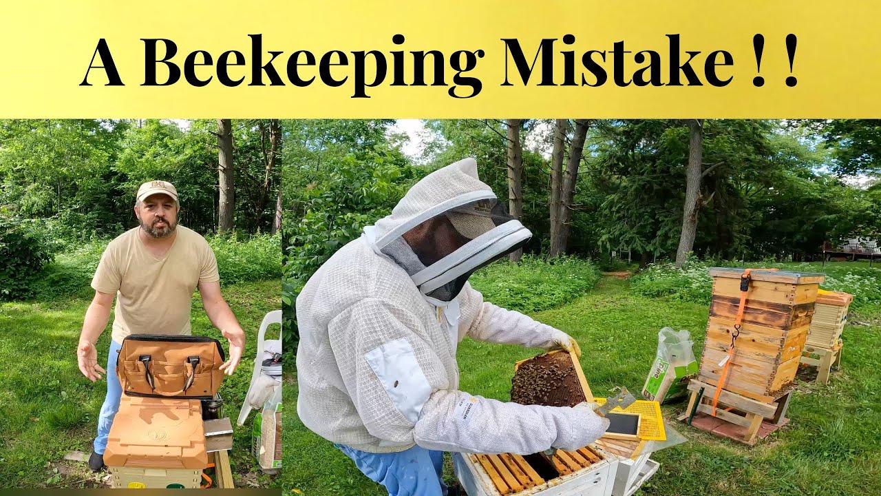 Was this a Beekeeping Mistake? - YouTube